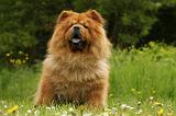 CHOW CHOW 526
